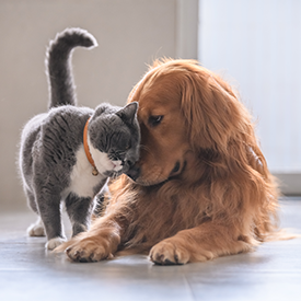 PETPROTECT Tierversicherungen